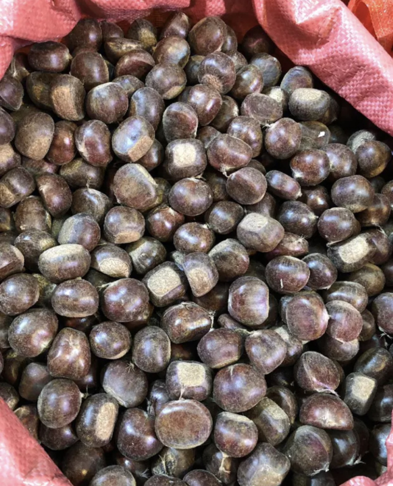 河北炒锅小板栗，欢迎大家前来选购