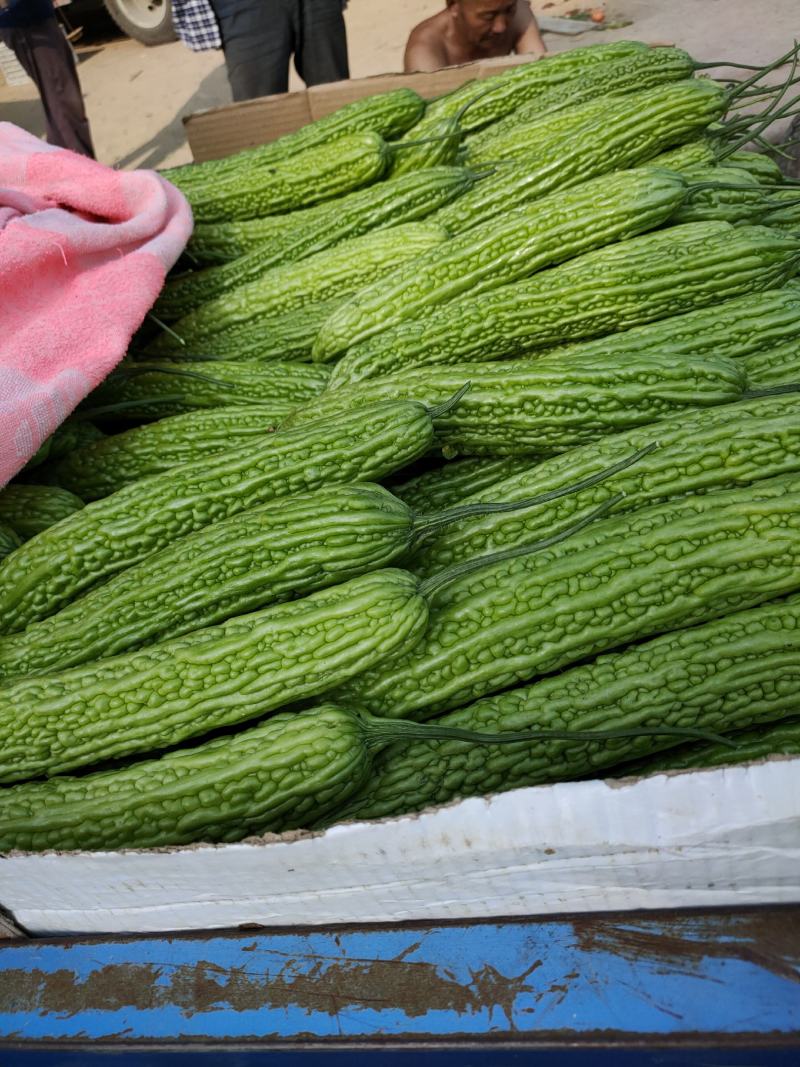 精品苦瓜货源充足，有需要的请联系。量大从优，产地直发，