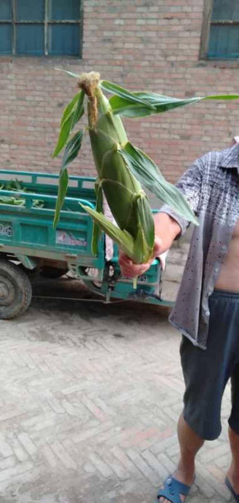 【荐】田冠军水果玉米大量上市，产地直供可视频看货大量有货