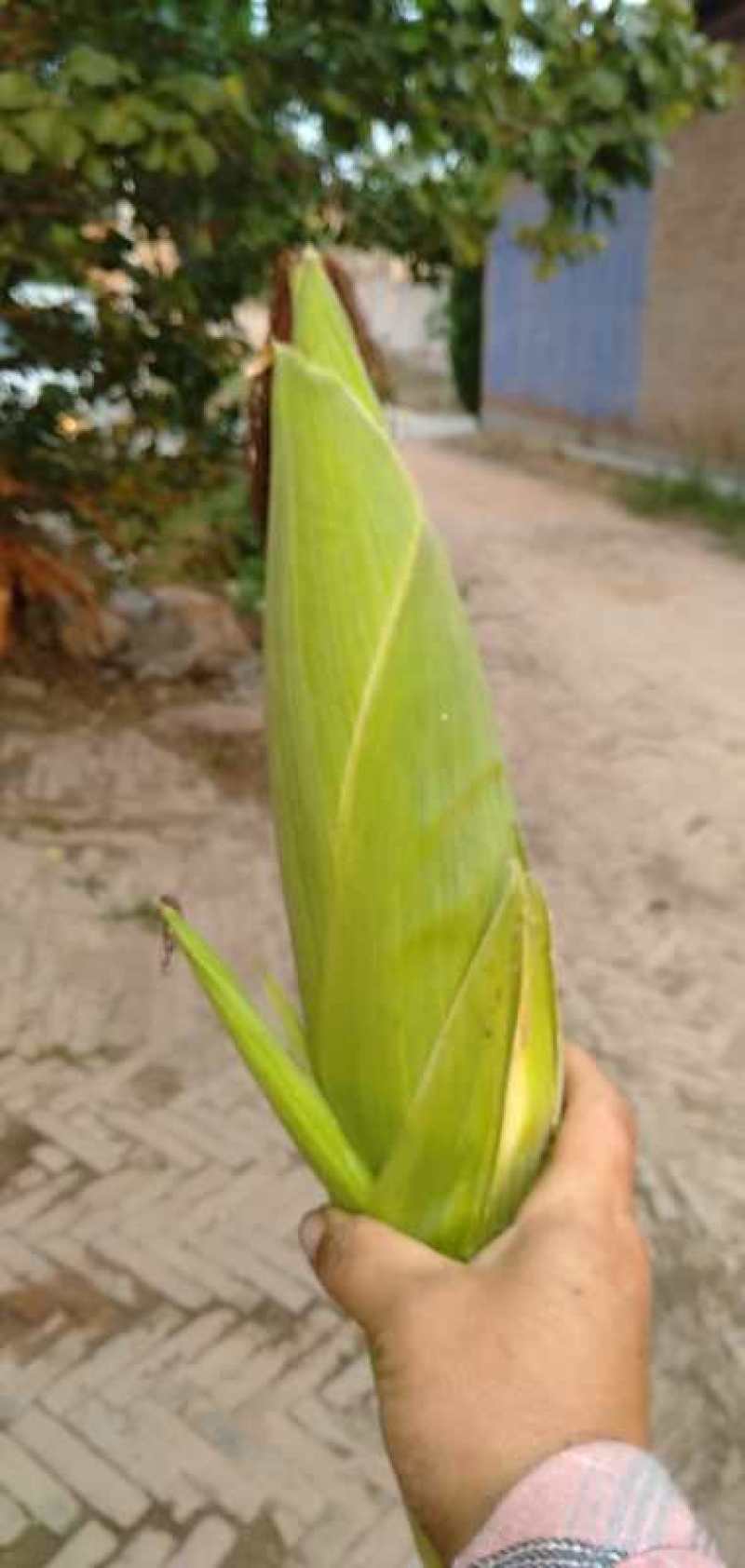 【荐】田冠军水果玉米大量上市，产地直供可视频看货大量有货