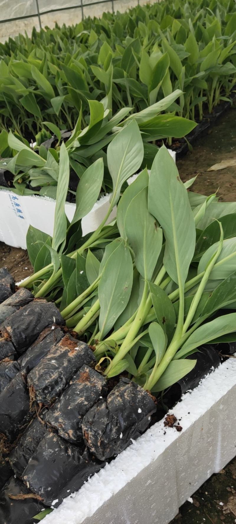 香蕉苗威廉斯B6，金粉一号[广西南宁-基地大量出售]