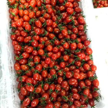 釜山88小玲珑基地直发
