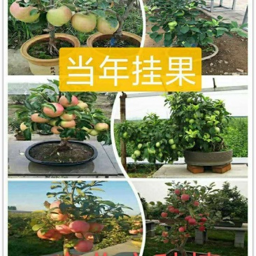 盆栽冬红果红肉苹果富士盆栽盆景包存活南北方皆可种植