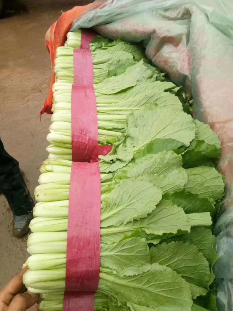 河北邯郸小白菜大量上市质量好，可以供应加工厂