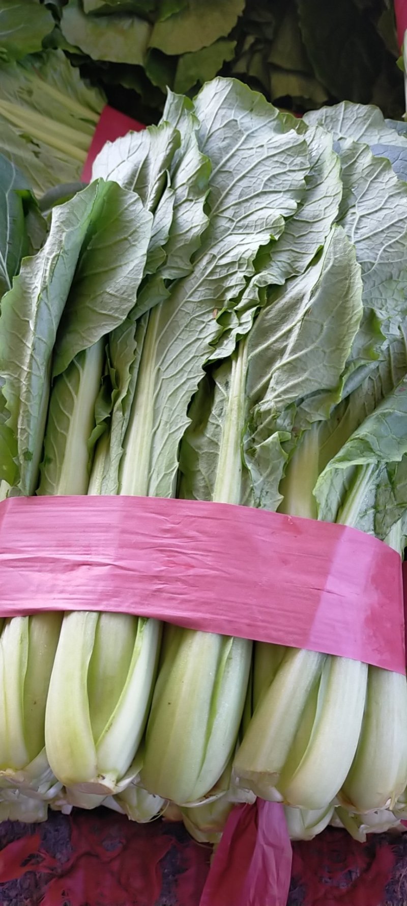 河北邯郸小白菜大量上市质量好，可以供应加工厂