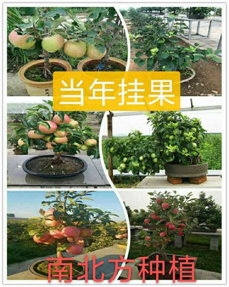 自家苗圃常年供应贵人果苹果树盆栽当年挂果品种纯正