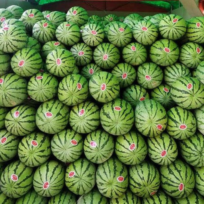 🍉石头瓜🍉麒麟西瓜🍉种植大户，大量走货