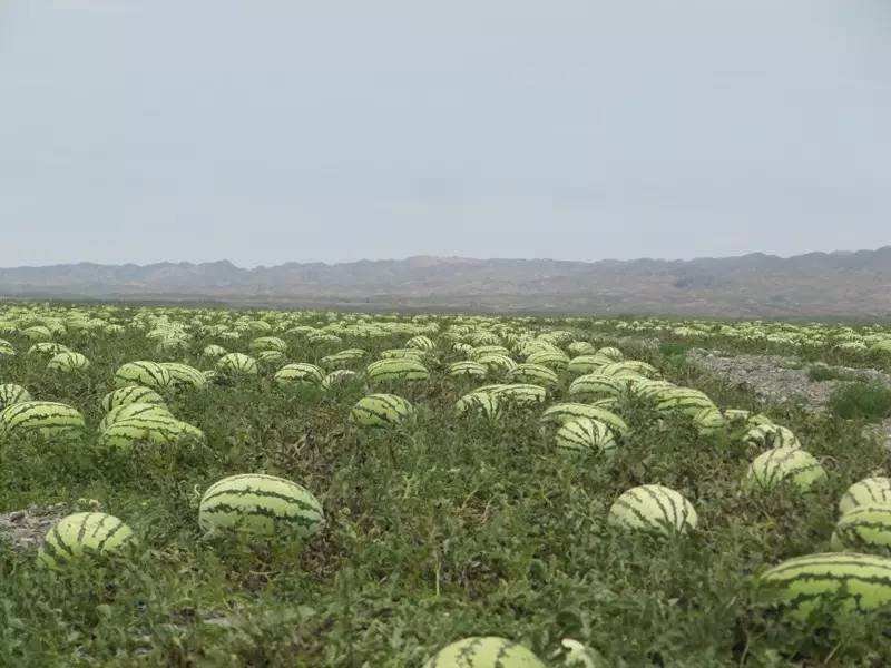🍉石头瓜🍉麒麟西瓜🍉种植大户，大量走货