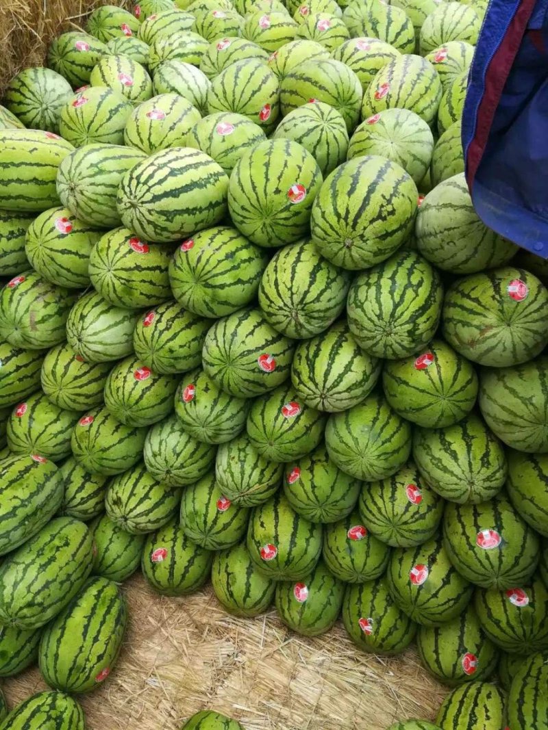 🍉石头瓜🍉麒麟西瓜🍉种植大户，大量走货