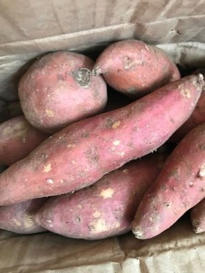 精品六鳌蜜薯西瓜红一件代发量大在谈