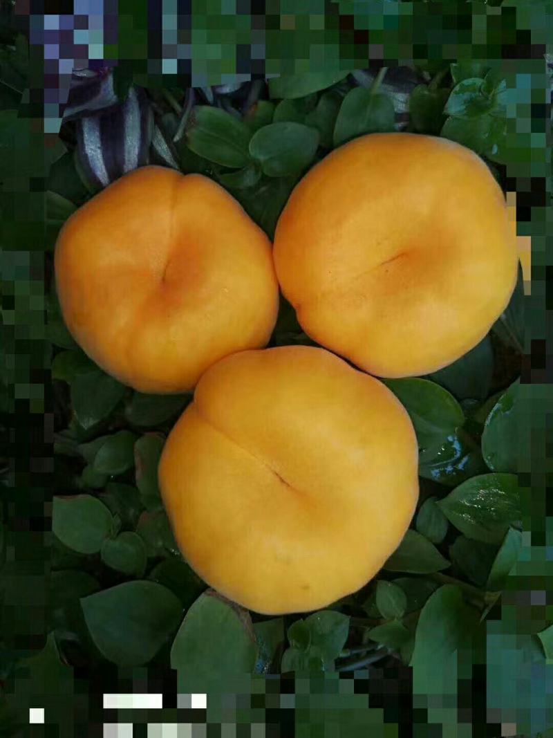 黄金蟠7=7，黄蟠33=6。黄金蟠11，黄金蜜。黄金秀。