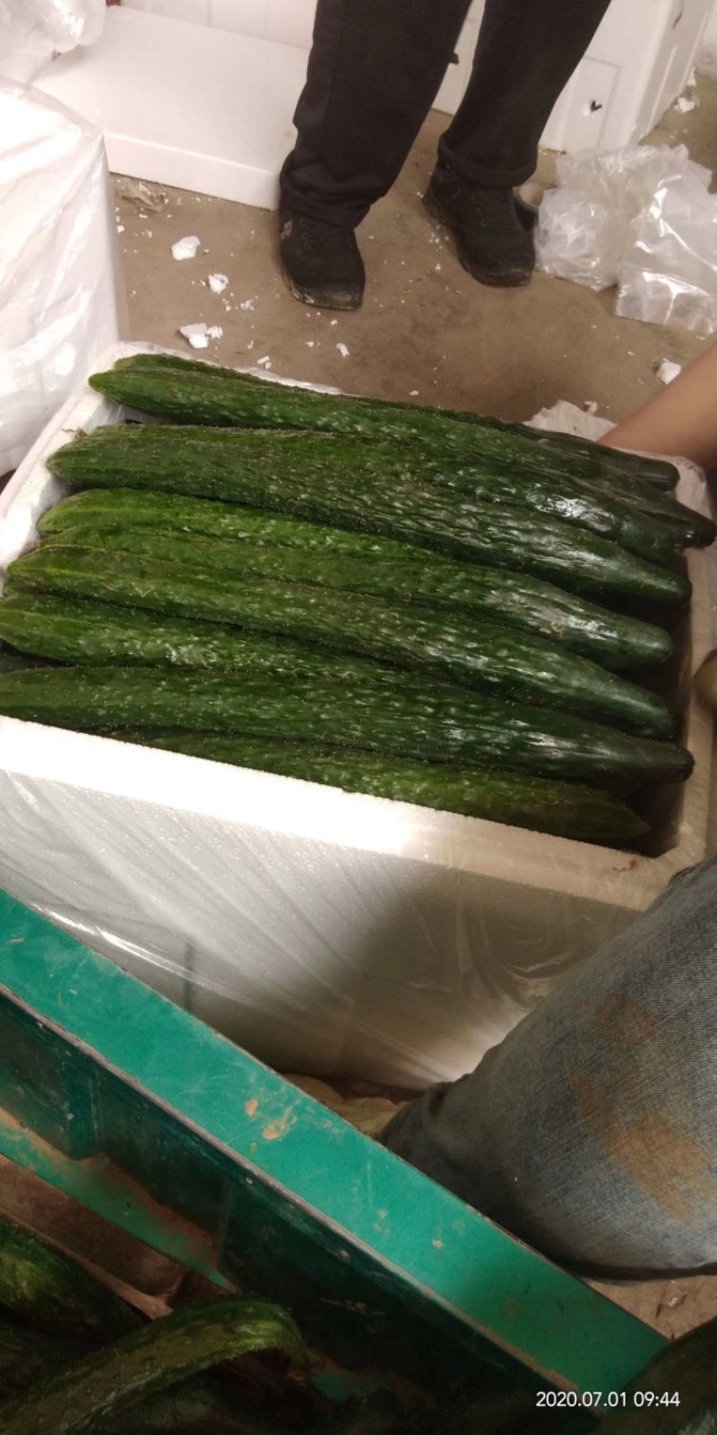 中农106黄瓜鲜花带刺22~25公分