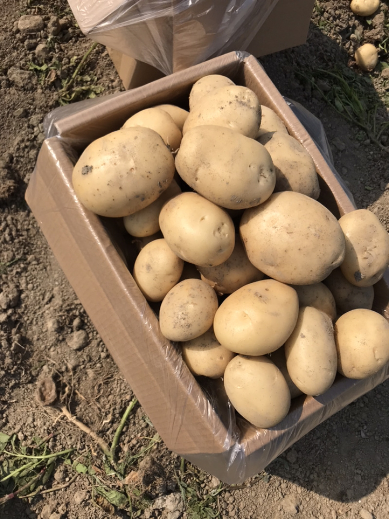 云南精品土豆/丽薯6号/产地直供/一手货源/支持线上交易