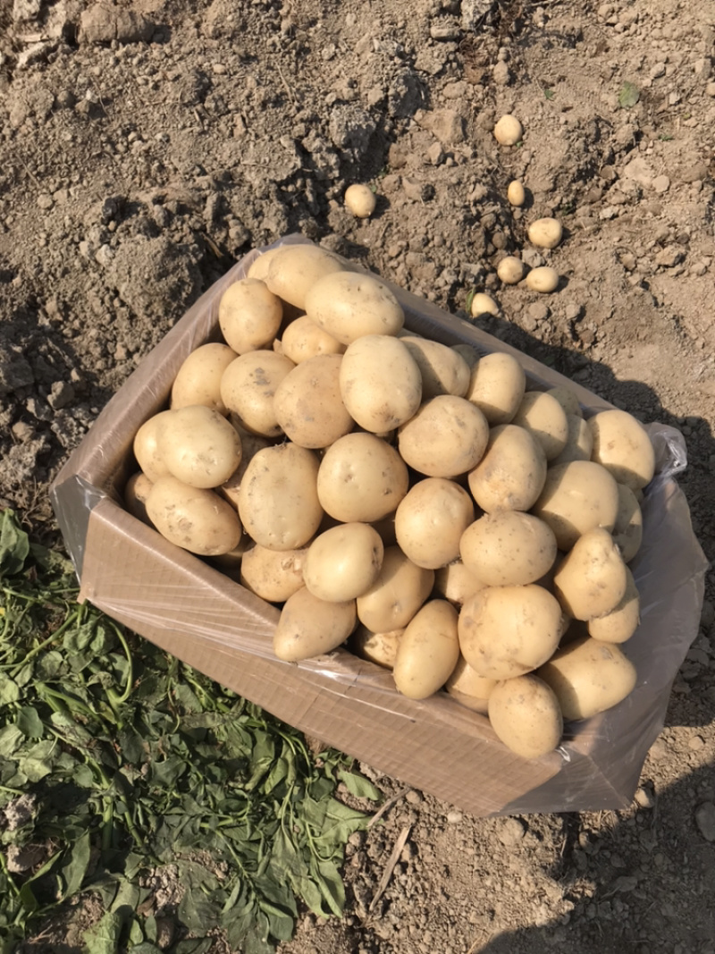 云南精品土豆/丽薯6号/产地直供/一手货源/支持线上交易