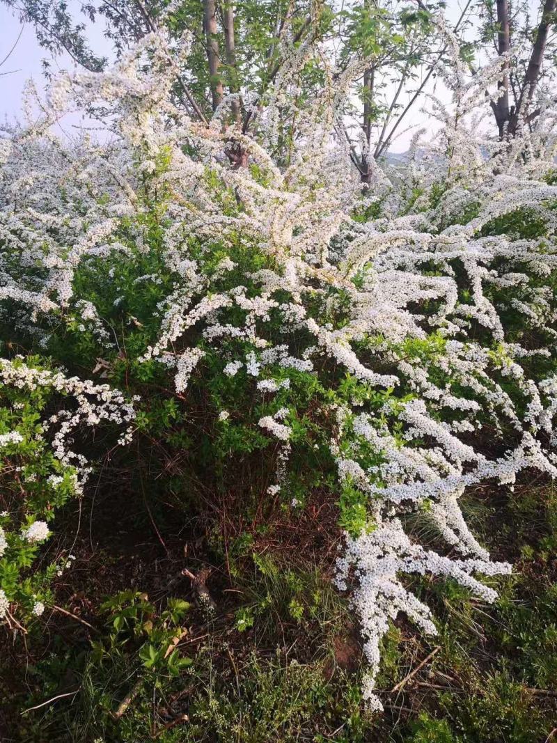 辽宁开原市智豪苗圃绣线菊珍珠绣线菊雪柳喷雪