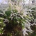 辽宁开原市智豪苗圃绣线菊珍珠绣线菊雪柳喷雪