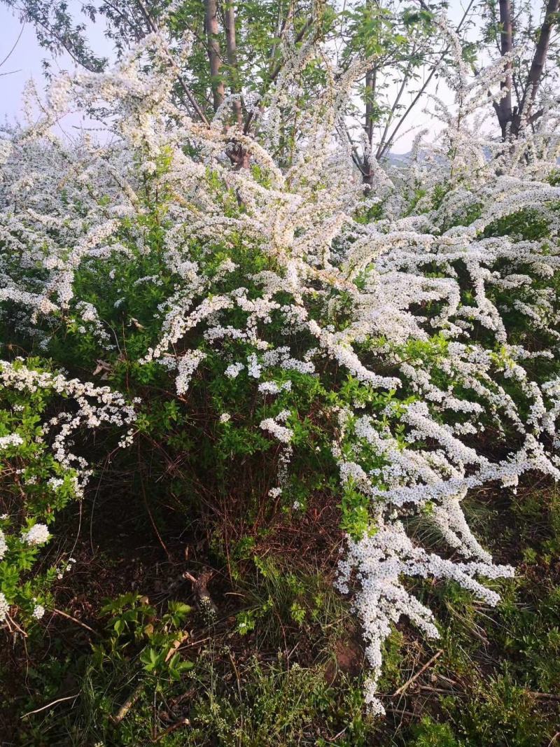 辽宁开原市智豪苗圃绣线菊珍珠绣线菊雪柳喷雪