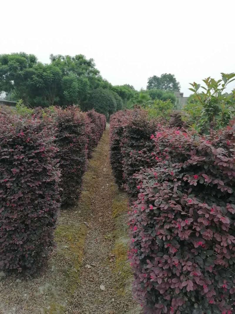 红继木桩实拍图片，红继木桩子成都基地直供