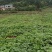 千亩安岳冬瓜上市了，质量好，价格面议。