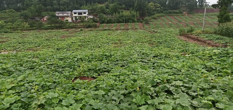 千亩安岳冬瓜上市了，质量好，价格面议。