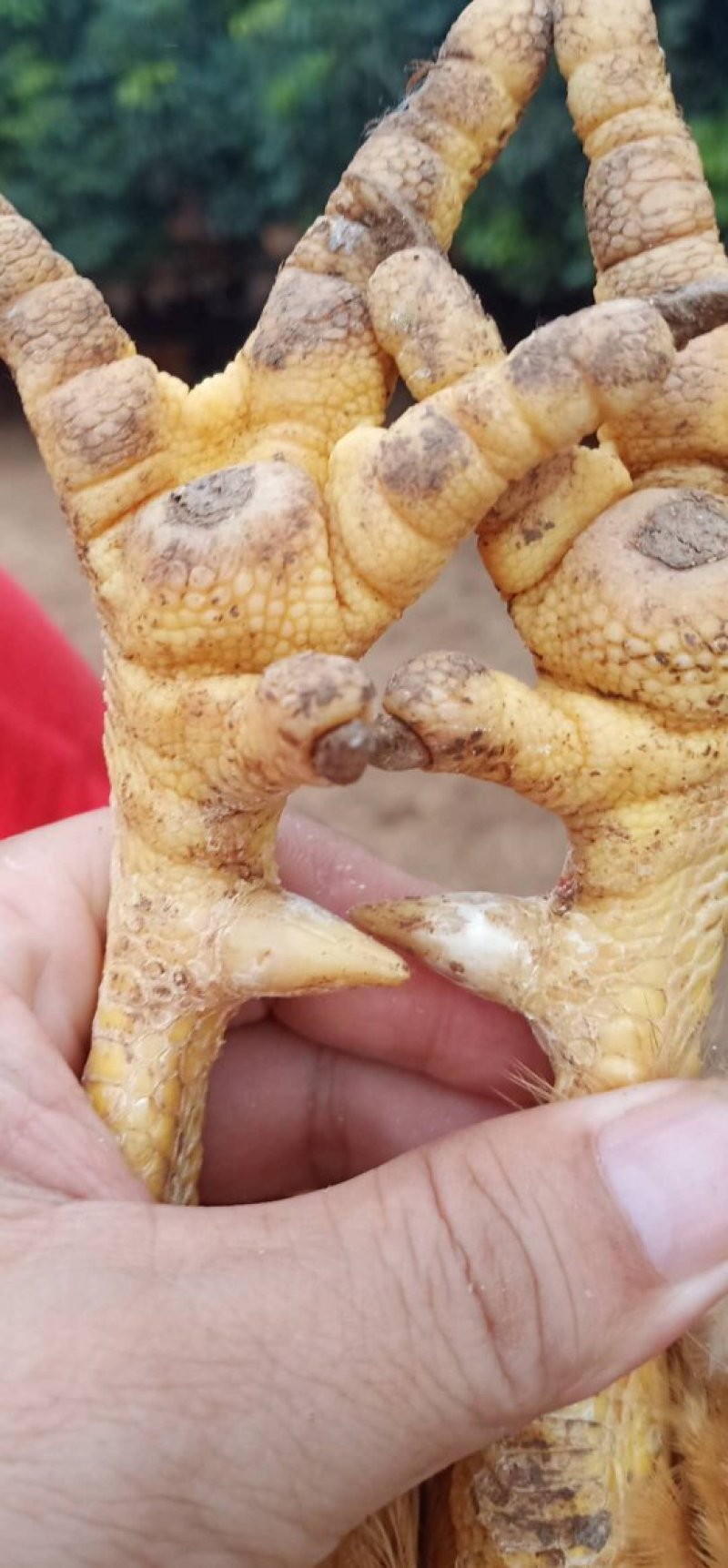 阉鸡，鸡健康，毛水靓，价格优惠