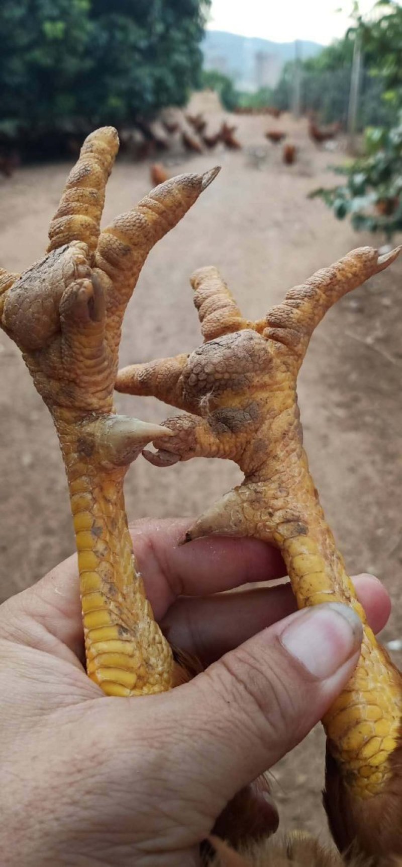 阉鸡，鸡健康，毛水靓，价格优惠
