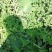 西瓜