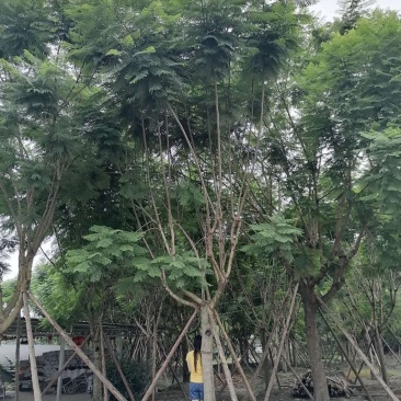 蓝花楹基地实拍图片，蓝花楹各种规格价格，
