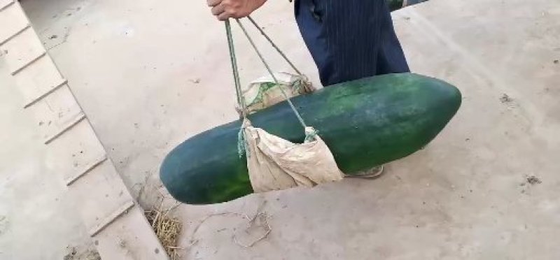 千亩安岳冬瓜上市了，质量好，价格面议。
