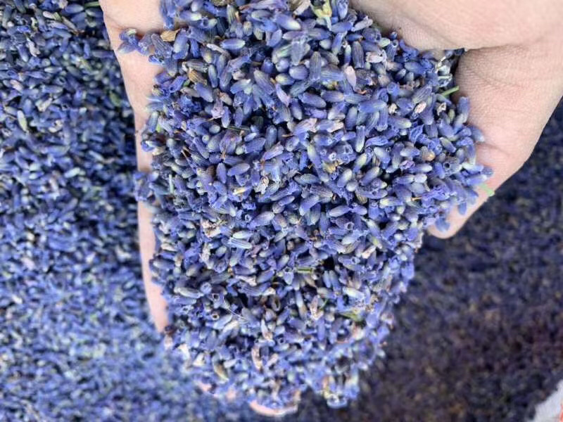 新疆伊犁薰衣草花穗30克