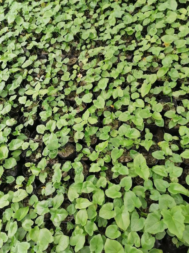 春芋苗成都郫县基地大量供应，春羽小杯杯苗价格