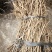 野生广西千斤拔产地直发诚信经营欢迎选购