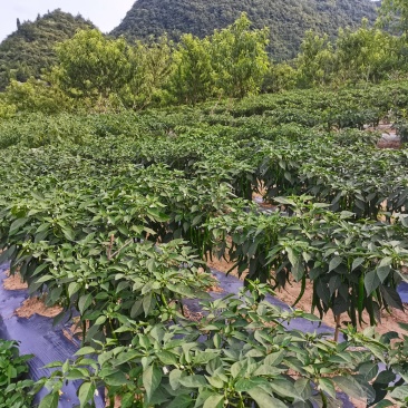 辣椒