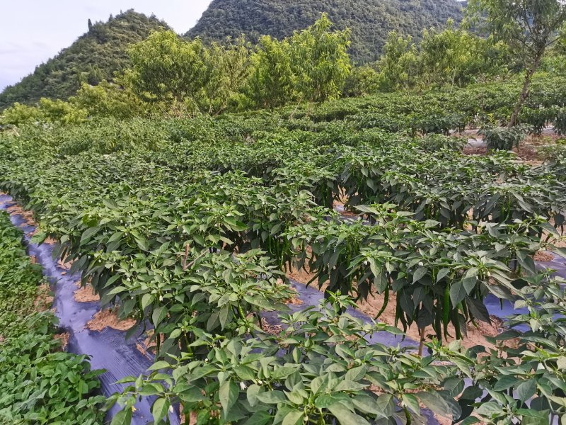 辣椒