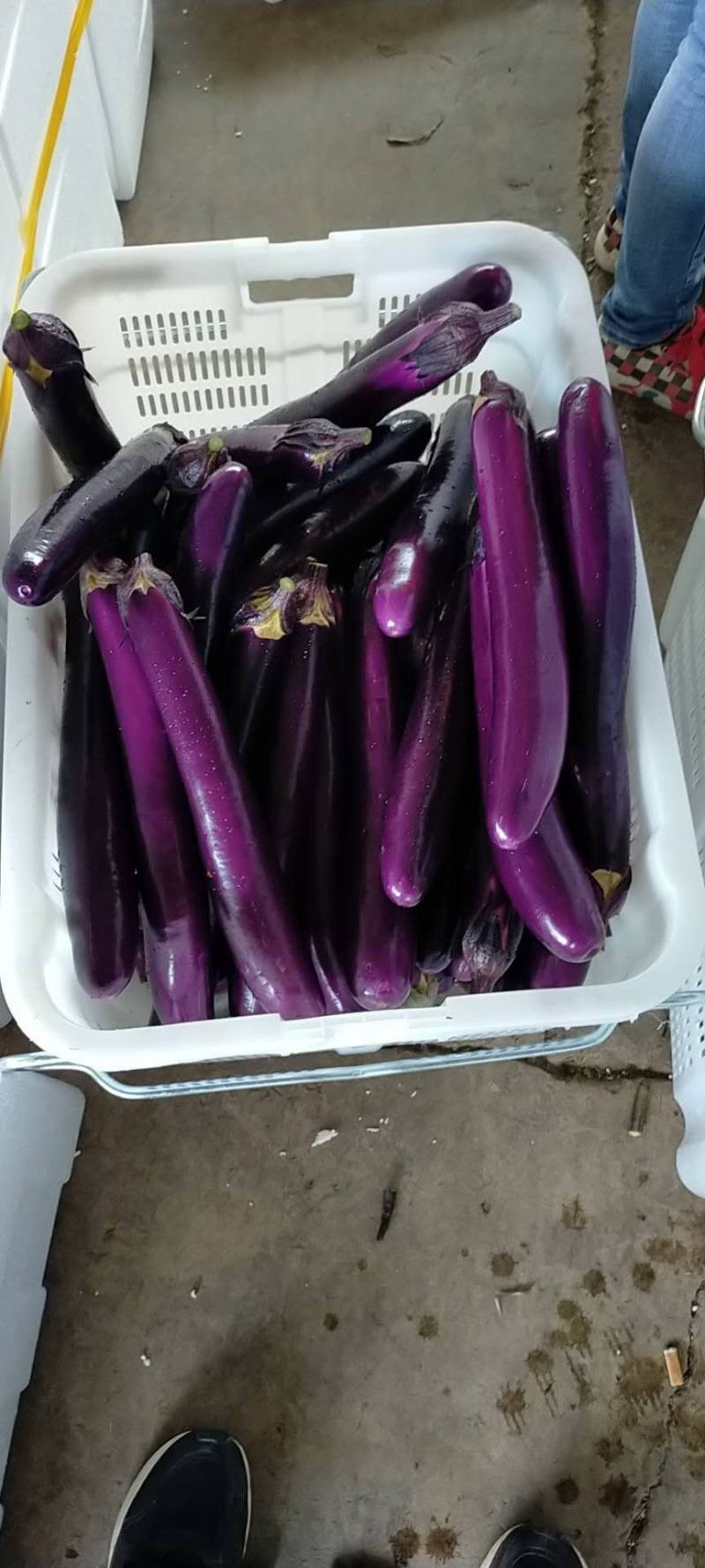 云南红茄长茄子大量上市供应一手货源品质保证价格美丽