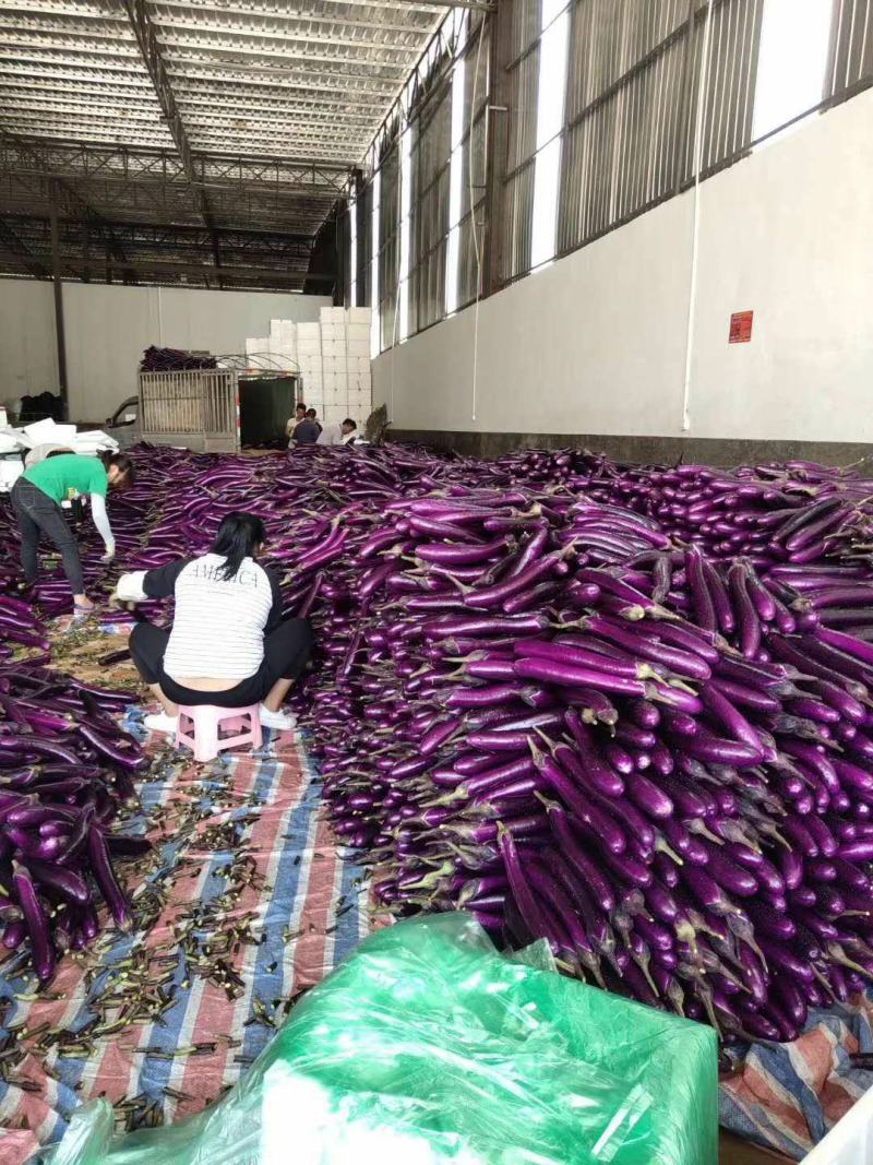 云南红茄长茄子大量上市供应一手货源品质保证价格美丽