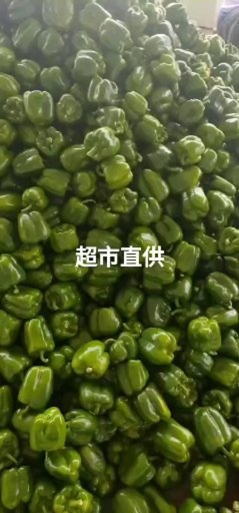 甜椒，薄皮，河北唐山滦南产地直供