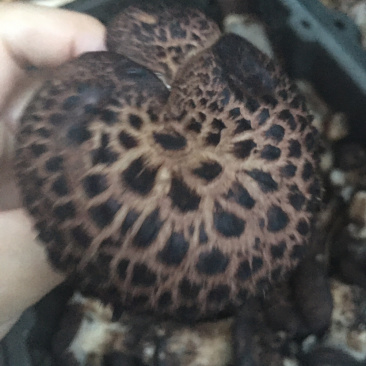 野生虎掌菌老鹰菌獐子菌顺丰冷链口感细滑