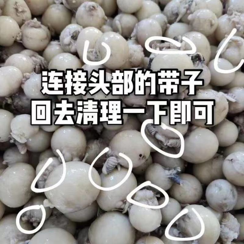 【产地直供】八爪鱼大米籽火锅烧烤涝捞汁江苏海鲜水产