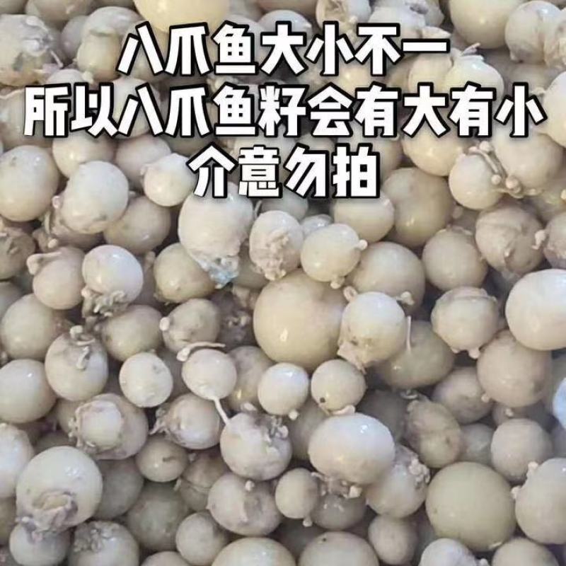 【产地直供】八爪鱼大米籽火锅烧烤涝捞汁江苏海鲜水产