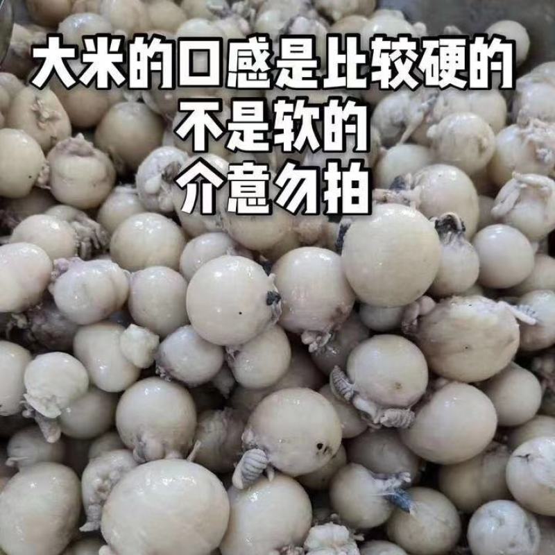 【产地直供】八爪鱼大米籽火锅烧烤涝捞汁江苏海鲜水产
