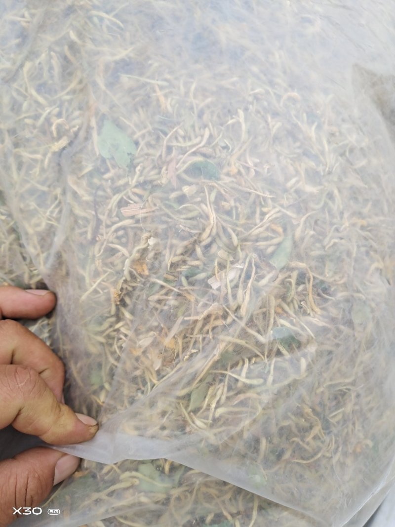 金银花干货
