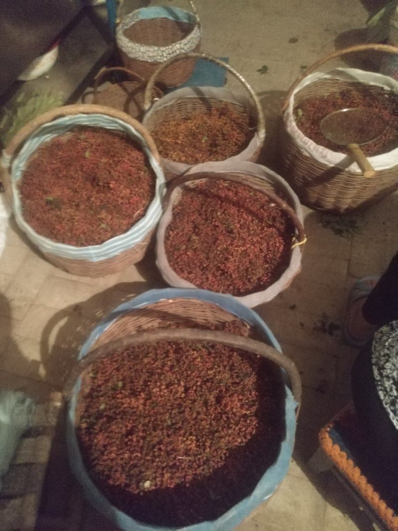 陕西大红袍新货正在上市