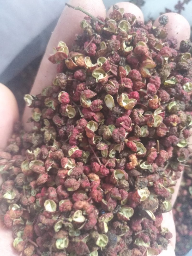 陕西大红袍新货正在上市