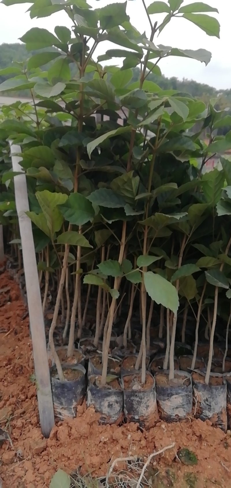 黄花风铃，多花黄花风铃小袋苗路边庭院观赏专用树苗
