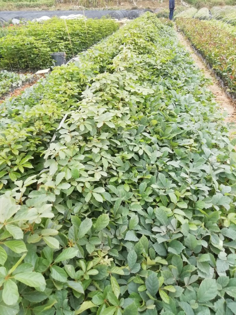 黄花风铃，多花黄花风铃小袋苗路边庭院观赏专用树苗