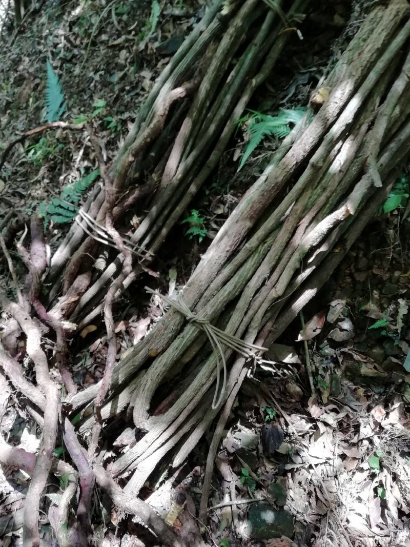 青筋藤，血风藤，牵牛入石