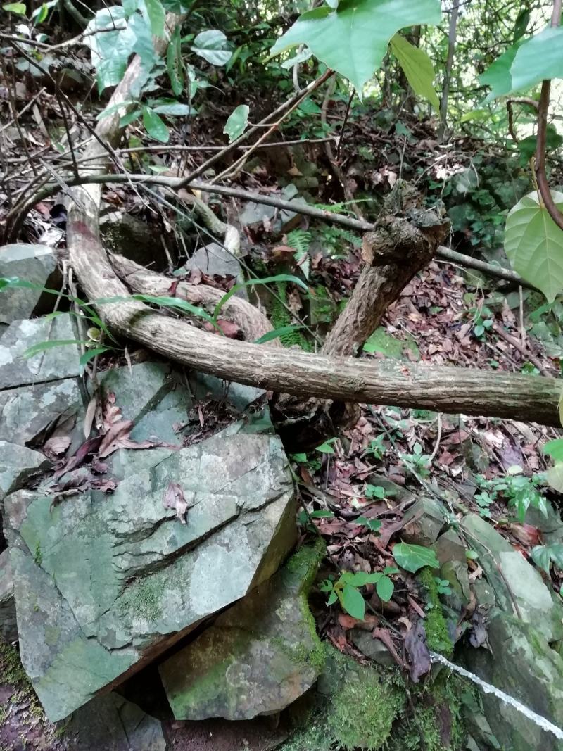 青筋藤，血风藤，牵牛入石