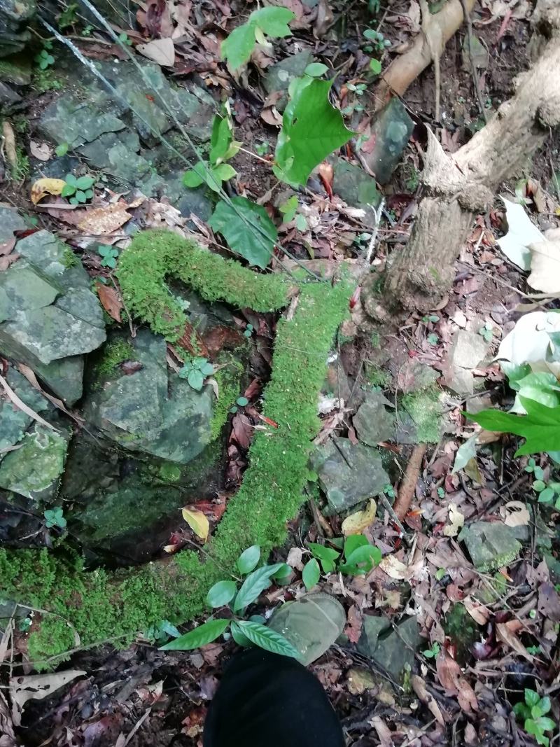 青筋藤，血风藤，牵牛入石