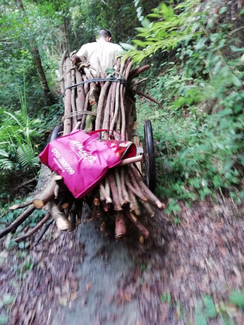 青筋藤，血风藤，牵牛入石